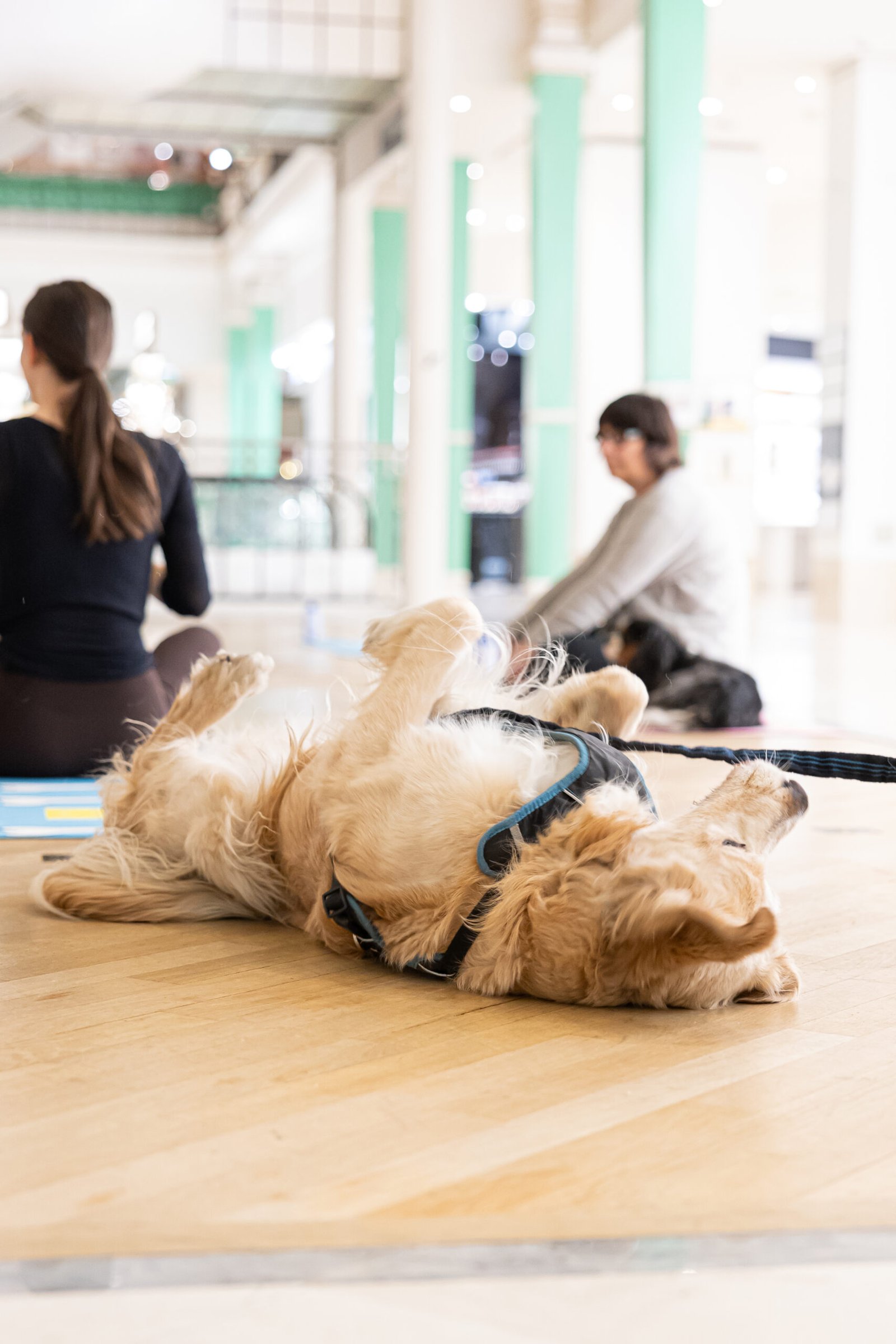 Chiens et humains en cercle lors d’une retraite Doga
